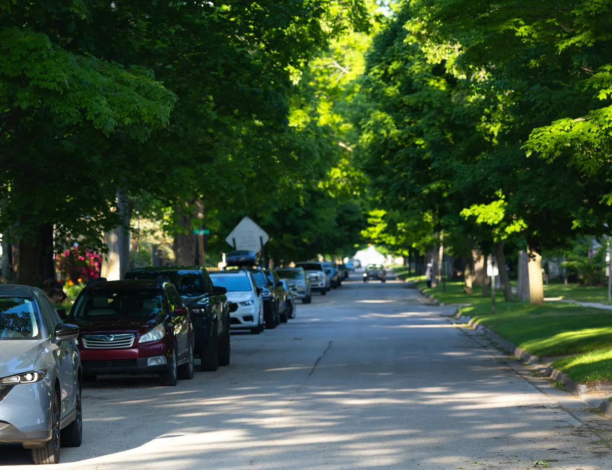 A residential street under a closed canopy of mature trees, with cars parked along the kerb and the crowns meeting overhead across the road.