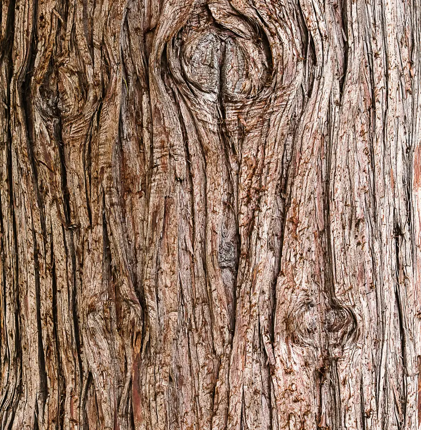 The bark of a mature tree filling the frame, deeply furrowed and split into vertical ridges.